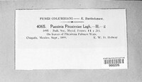 Puccinia pitcairniae image
